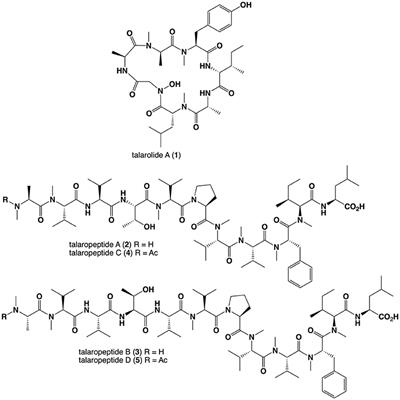 Talaropeptides A-D: Structure and Biosynthesis of Extensively N-methylated Linear Peptides From an Australian Marine Tunicate-Derived Talaromyces sp.